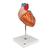 Human Heart Model, 2-times Life-Size, 4 part, 1000268 [G12], Heart Health and Fitness Education (Small)