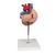 심장 모형, 2배 확대, 4 파트 분리 Heart, 2-times life size, 4 part, 1000268 [G12], 심장 및 순환기 모형 (Small)