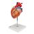 Human Heart Model, 2-times Life-Size, 4 part, 1000268 [G12], Heart Health and Fitness Education (Small)