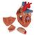 Human Heart Model, 2-times Life-Size, 4 part, 1000268 [G12], Heart Health and Fitness Education (Small)