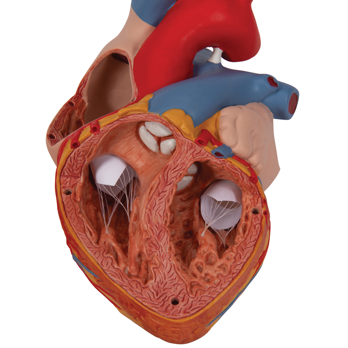 Modèle anatomique de coeur humain - KLARRION