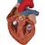 Human Heart Model, 2-times Life-Size, 4 part, 1000268 [G12], Heart Health and Fitness Education (Small)