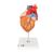 Human Heart Model with Esophagus and Trachea, 2 times Life-Size, 5 part, 1000269 [G13], Human Heart Models (Small)