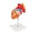 식도와 기관을 포함한 심장모형 실물 크기 2배 5 파트 분리  Heart with Esophagus and Trachea, 2 times life size, 5 part, 1000269 [G13], 심장 및 순환기 모형 (Small)