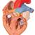 Human Heart Model with Esophagus and Trachea, 2 times Life-Size, 5 part, 1000269 [G13], Human Heart Models (Small)