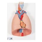 Modèle anatomique du poumon avec larynx, en 7 parties, 1000270 [G15], Modèles de poumons