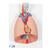 Human Lung Model with Larynx, 7 part, 1000270 [G15], Lung Models (Small)