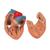 Human Lung Model with Larynx, 7 part, 1000270 [G15], Lung Models (Small)