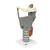 Functional Larynx Model, 2.5 times Full-Size, 1013870 [G20], Ear Models (Small)