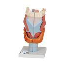 Larynx, agrandi 2 fois, en 7 parties, 1000272 [G21], Modèles ORL