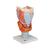 Larynx, agrandi 2 fois, en 7 parties, 1000272 [G21], Modèles ORL (Small)