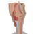 Human Larynx Model, 2 times Full-Size, 7 part, 1000272 [G21], Ear Models (Small)