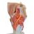 Human Larynx Model, 2 times Full-Size, 7 part, 1000272 [G21], Ear Models (Small)