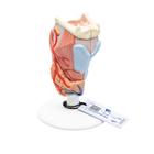 Human Larynx Model, 2 part, 1000273 [G22], Ear Models