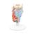 Larynx, en 2 parties, 1000273 [G22], Modèles ORL (Small)