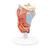 Human Larynx Model, 2 part, 1000273 [G22], Ear Models (Small)