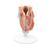 Human Larynx Model, 2 part, 1000273 [G22], Ear Models (Small)