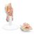 Human Larynx Model, 2 part, 1000273 [G22], Ear Models (Small)