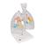 CT Bronchial Tree Model with Larynx & Transparent Lungs, 1000275 [G23/1], Lung Models (Small)