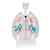 CT Bronchial Tree Model with Larynx & Transparent Lungs, 1000275 [G23/1], Lung Models (Small)