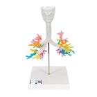 CT Bronchial Tree Model with Larynx, 1000274 [G23], Lung Models