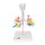 CT Bronchial Tree Model with Larynx, 1000274 [G23], Lung Models (Small)