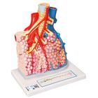 Lobules pulmonaires et vascularisation, 1008493 [G60], Modèles de poumons