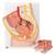 Female Pelvis Model in Median Section, 2 part, 1000281 [H10], Genital and Pelvis Models (Small)