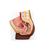 여성 골반 모형 (2파트) Female Pelvis, 2 part, dark skin - 3B Smart Anatomy, 1024380 [H10D], 생식기 및 골반 모델 (Small)