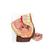 여성 골반 모형 (2파트) Female Pelvis, 2 part, dark skin - 3B Smart Anatomy, 1024380 [H10D], 생식기 및 골반 모델 (Small)