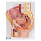 Male Pelvis Model in Median Section, 2 part, 1000282 [H11], Genital and Pelvis Models