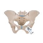 Pelvis femenina, 3-partes, 1000285 [H20/1], Educación para salud femenina