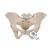 Female Pelvis Skeleton Model, 3 part, 1000285 [H20/1], Genital and Pelvis Models (Small)