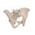 Female Pelvis Skeleton Model, 3 part, 1000285 [H20/1], Genital and Pelvis Models (Small)