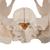 Pelvis femenina, 3-partes, 1000285 [H20/1], Educación para salud femenina (Small)