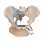 Weibliches Beckenmodell mit Bändern, 3-teilig - 3B Smart Anatomy, 1000286 [H20/2], Genital- und Beckenmodelle