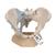 Female Pelvis Skeleton Model with Ligaments, 3 part, 1000286 [H20/2], Women's Health Education (Small)