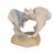 Female Pelvis Skeleton Model with Ligaments, 3 part, 1000286 [H20/2], Women's Health Education (Small)