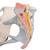 Pelvis femenina con ligamentos, 3-partes, 1000286 [H20/2], Educación para salud femenina (Small)