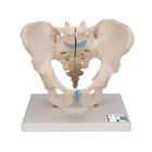 Männliches Beckenmodell, 3-teilig - 3B Smart Anatomy, 1013026 [H21/1], Genital- und Beckenmodelle