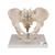 Male Pelvis Skeleton Model, 3 part, 1013026 [H21/1], Genital and Pelvis Models (Small)