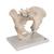 Male Pelvis Skeleton Model, 3 part, 1013026 [H21/1], Genital and Pelvis Models (Small)