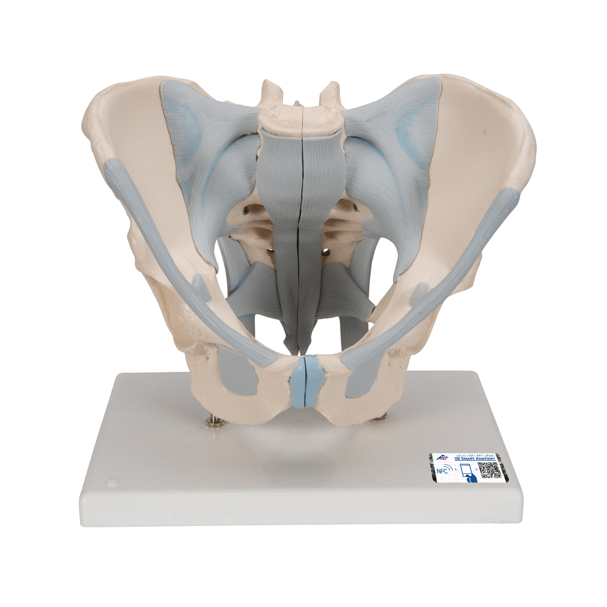 Human Male Pelvis Skeleton Model With Ligaments 2 Part 3b Smart