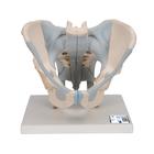 Männliches Beckenmodell mit Bändern, 2-teilig - 3B Smart Anatomy, 1013281 [H21/2], Genital- und Beckenmodelle