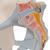 Human Male Pelvis Skeleton Model with Ligaments, 2 part, 1013281 [H21/2], Genital and Pelvis Models (Small)