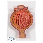 Model of Malpighian Corpuscle of Kidney, 700 times Full-Size, 1000298 [K10/2], Urology Models