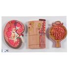 Human Kidney Section Model with Nephrons, Blood Vessels & Renal Corpuscle, 1000299 [K11], Urology Models