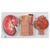 Human Kidney Section Model with Nephrons, Blood Vessels & Renal Corpuscle, 1000299 [K11], Urology Models (Small)