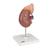 Kidney Model with Adrenal Gland, 2 part, 1014211 [K12], Urology Models (Small)