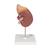 Kidney Model with Adrenal Gland, 2 part, 1014211 [K12], Urology Models (Small)